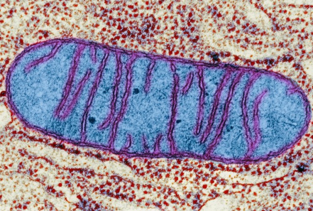 mitocondria_celule_metastazice_cancerigene